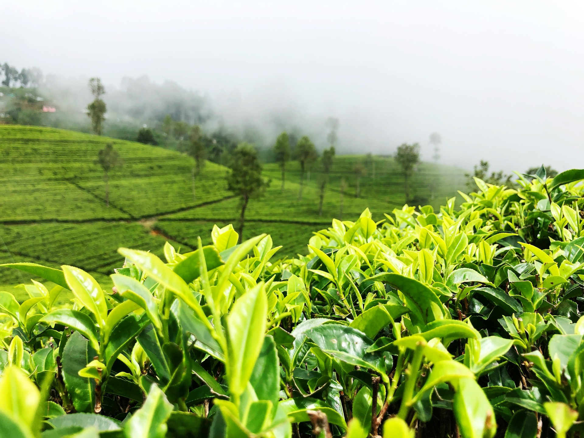 Incredible Sri Lanka
